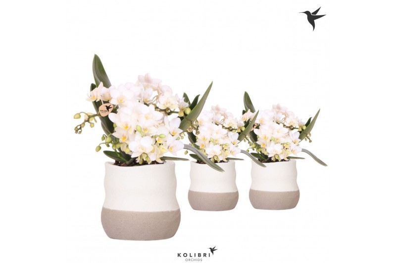 Phalaenopsis Anthura  Nazare Kolibri Orchids Phalaenopsis Nazare 4 spi 