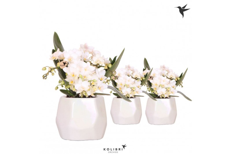 Phalaenopsis Anthura  Nazare Kolibri Orchids Phalaenopsis Nazare 4 spi 