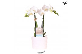Phalaenopsis multiflora wit Kolibri Orchids Phalaenopsis white 2 spike