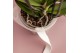 Phalaenopsis anthura vienna Kolibri Orchids Phalaenopsis violet 2 spik 