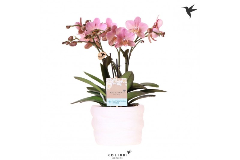 Phalaenopsis multiflora anthura treviso Kolibri Orchids Phalaenopsis T 