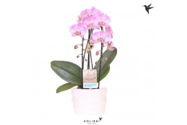 Phalaenopsis elegant cascade Kolibri Orchids Cascade Niagara fall pink