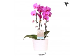 Phalaenopsis elegant cascade Kolibri Orchids Cascade Niagara fall viol