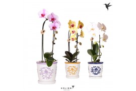 Phalaenopsis elegant cascade Kolibri Orchids Cascade Niagara fall 1 sp