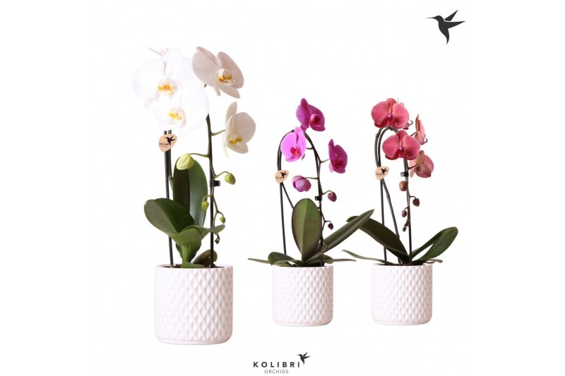 Phalaenopsis elegant cascade Kolibri Orchids Cascade Niagara fall 1 sp 