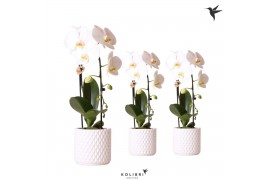 Phalaenopsis elegant cascade Kolibri Orchids Cascade Niagara fall 1 sp