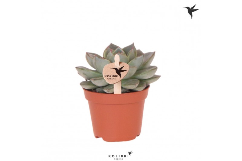 Echeveria Kolibri Greens Succulenten Echeveria Green Gilvia1 pp 