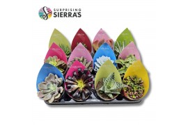 Succulenten Surprise® - Succulents Mix (Deluxe)1 pp