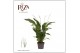 Spathiphyllum strauss 3+ Zonder Hoes 