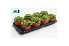 Peperomia happy bean Peperomia Happy Bean3 pp