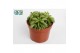 Peperomia happy bean Peperomia Happy Bean3 pp 