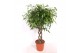 Ficus benjamina exotica Ficus Exoticapp 