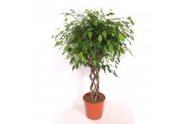 Ficus benjamina exotica Ficus Exoticapp