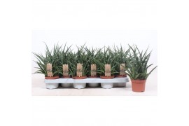 Sansevieria fernwood punk