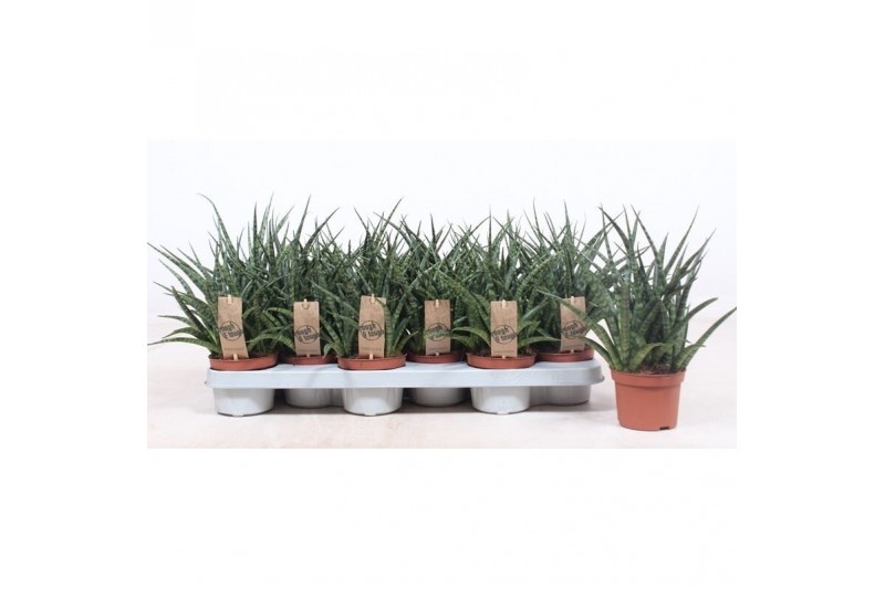 Sansevieria fernwood punk 