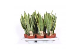 Sansevieria trifasciata laurentii Sansevieria Laurentii