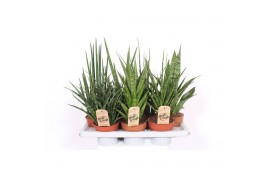 Sansevieria cylindrica Sansevieria Luxe mix
