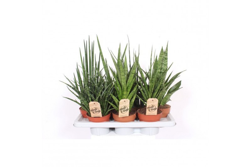 Sansevieria cylindrica Sansevieria Luxe mix 