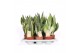 Sansevieria trifasciata mix Sansevieria mix 