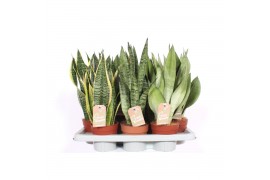 Sansevieria trifasciata mix Sansevieria mix