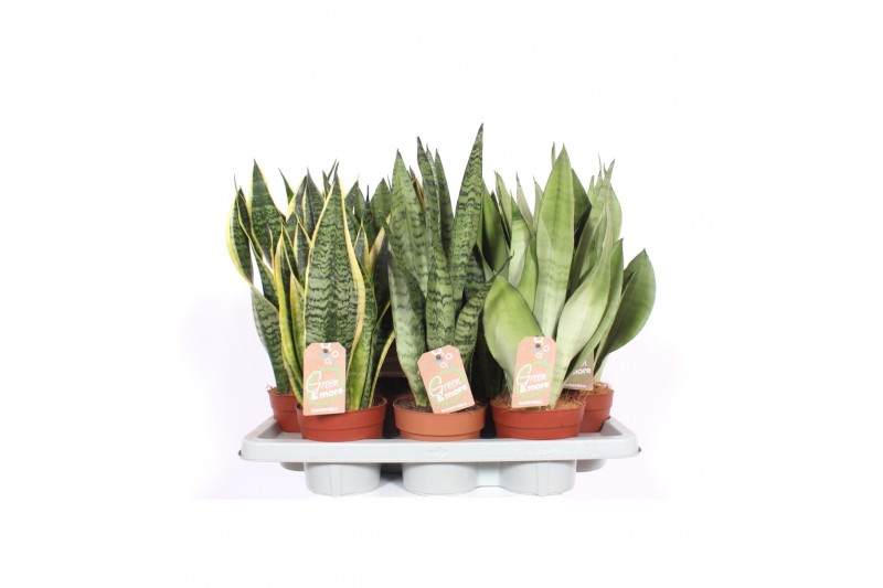 Sansevieria trifasciata mix Sansevieria mix 