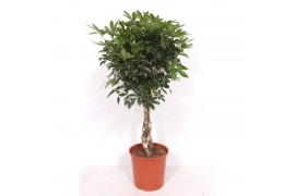 Schefflera arboricola compacta Schefflera arboricola Compacta4 pp