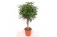 Schefflera arboricola compacta Schefflera arboricola Compacta4 pp 