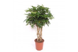 Schefflera arboricola compacta Schefflera arboricola Compacta6 pp