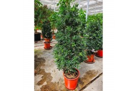 Podocarpus nivalis Podocarpus macrophylla1 pp
