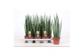 Sansevieria bacularis mikado Sansevieria Mikado