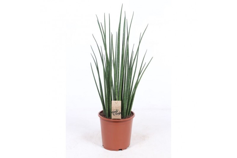Sansevieria bacularis mikado Sansevieria Mikado 