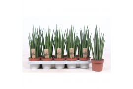Sansevieria bacularis mikado Sansevieria Mikado