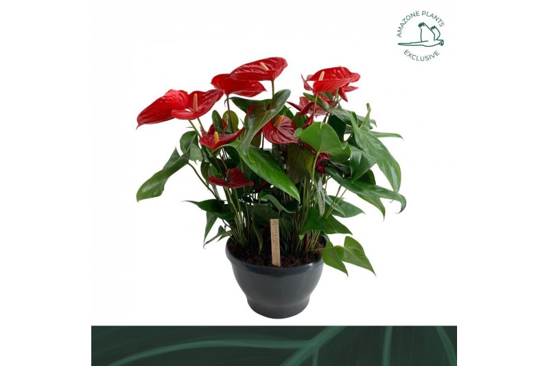 Anthurium andr. alabama Anthurium schaal Nevadabl. 