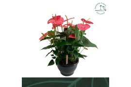 Anthurium andr. pandola Anthurium schaal Coloradobl.