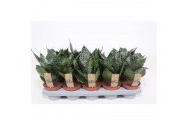 Sansevieria hahnii