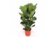 Ficus lyrata Ficus lyrata 3 per potpp 