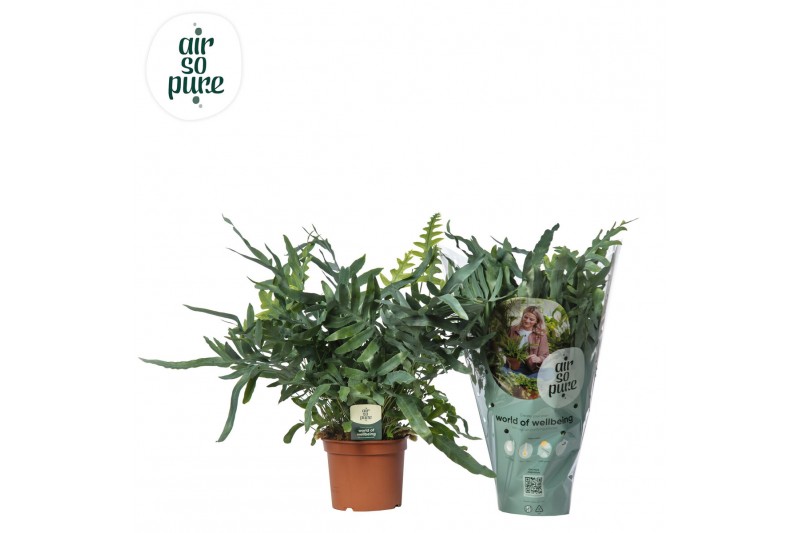 Phlebodium blue star Phlebodium Blue Star - Air So Pure 