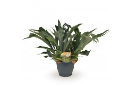 Platycerium bifurcatum Platycerium bifurcatum hangpot1 pp