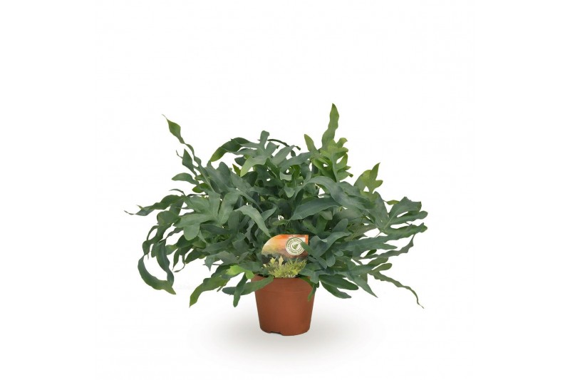 Phlebodium blue star 