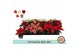 Euphorbia pul. mix Euph. Poinsettia Mini Mix1 bl. 