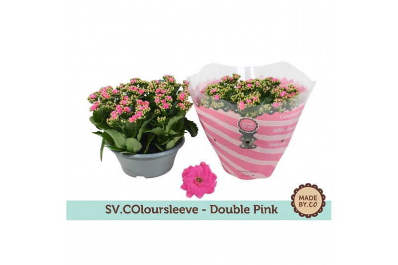 Kalanchoe rosalina don nando Kalanchoë Double Pink in SV.COloursleeve6 