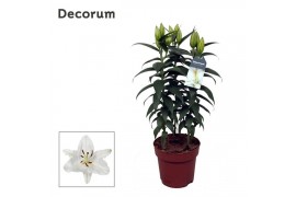 Lilium oriental oxygen Lilium Or Oxygen 17cm3 tak/plnt 9 bl.