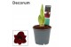 Hippeastrum Dark Red 2 Knop (Decorum) 