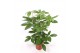 Schefflera actinophylla amate Schefflera actinophylla Amate2 pp 