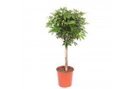 Schefflera arboricola compacta Schefflera arboricola Compacta1 pp