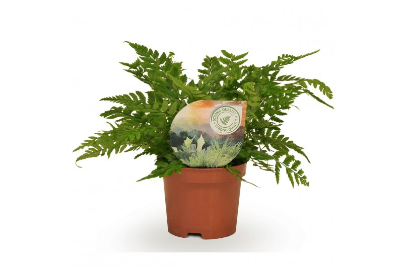 Polystichum tsussimense Polystichum tsussimense / Athyrium 