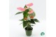 Anthurium andr. pink royal Anthurium Royal Pink Big Flowers Coloradobl 