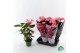 Anthurium andr. pink royal Anthurium Royal Pink Big Flowers Mainebl. 