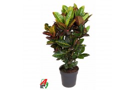 Codiaeum variegata petra Codiaeum Petra vertakt P27pp
