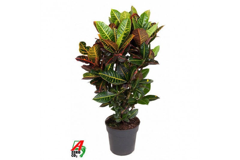 Codiaeum variegata petra Codiaeum Petra vertakt P27pp 